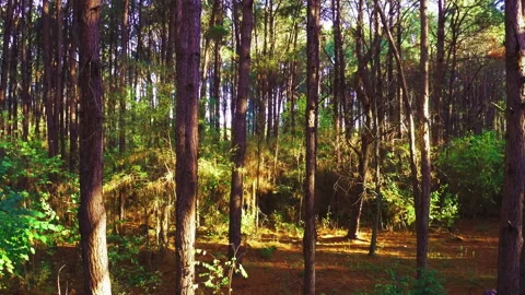 Aerial inside forest trees drone height 10 meters 90 degree Stock Footage 247532498