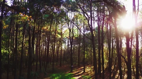 Aerial inside forest trees drone height 20 meters 90 degree Stock Footage 247532506
