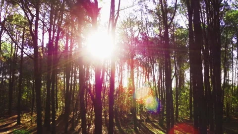 Aerial inside forest trees drone height 20 meters 90 degree Stock Footage 247532538