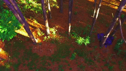 Aerial inside forest trees drone flight ground to treetops high angle 45 deg Stock Footage 247533348