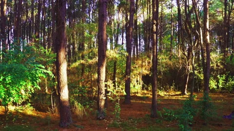 Aerial inside forest trees drone height 10 meters 90 degree Stock Footage 247533653