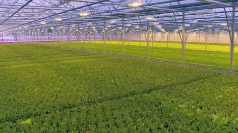 Aerial - Inside greenhouse hydroponics cultivating different types of lettuce Stock Footage 71282580