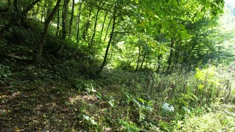 Aerial inside sunlight forest Stock Footage 219349989