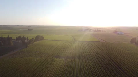 Aerial Iowa Cornfield Tilt to Sunset Stock Footage