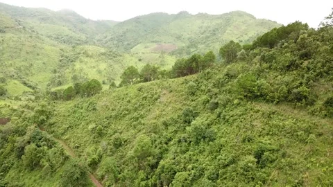 Aerial of jungle in Myanmar Stock Footage 249955448