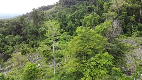 Aerial Jungle Video Stock Footage 170746760