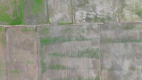 Aerial Labuh Banting Paddy Field Grid Overview 스톡 동영상 329362072
