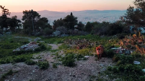 Aerial landscape and curious Red Fox Vulpes vulpes on Lycabettus Hill winte.. Video stock 313675170