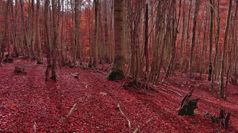 Aerial landscape of autumn beech forest with red foliage Stock Footage 341664182