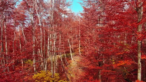 Aerial landscape of autumn beech forest with red foliage Stock Footage 344694765