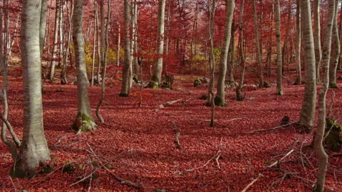 Aerial landscape of autumn beech forest with red foliage Stock Footage 344694939