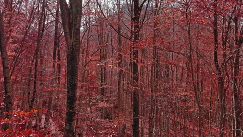 Aerial landscape of autumn beech forest with red foliage Stock Footage 345440612