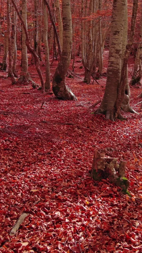 Aerial landscape of autumn beech forest with red foliage Stock Footage 345991657