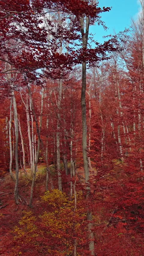 Aerial landscape of autumn beech forest with red foliage Stock Footage 346649839