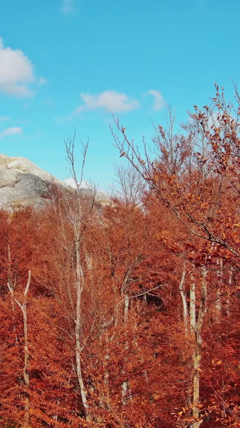 Aerial landscape of autumn beech forest with red foliage Stock Footage 346649990