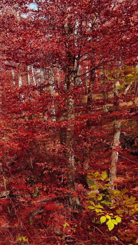 Aerial landscape of autumn beech forest with red foliage Stock Footage 346650079