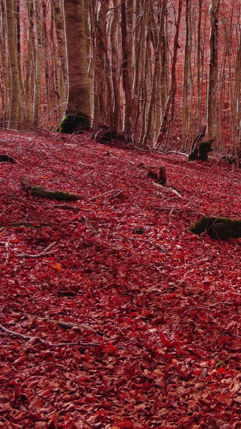 Aerial landscape of autumn beech forest with red foliage Stock Footage 346650647