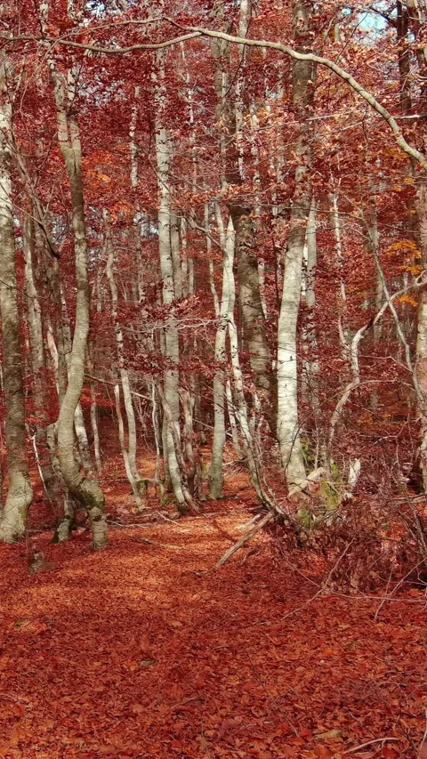 Aerial landscape of autumn beech forest with red foliage Stock Footage 346651312