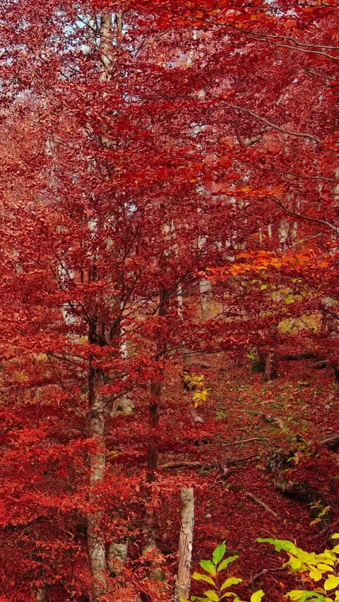 Aerial landscape of autumn beech forest with red foliage Stock Footage 346651585