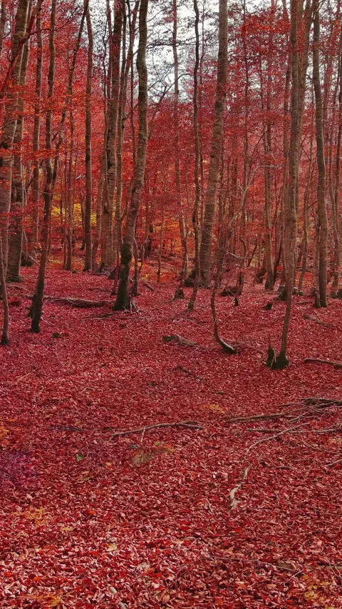 Aerial landscape of autumn beech forest with red foliage Stock Footage 346652141
