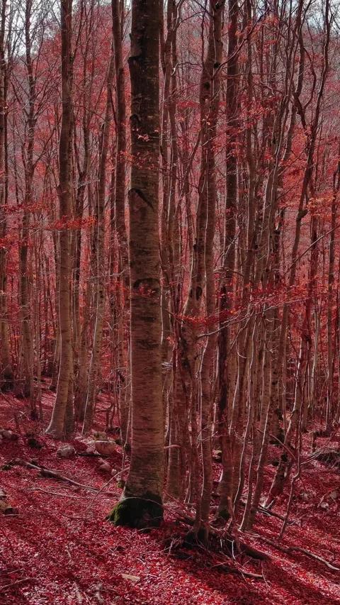 Aerial landscape of autumn beech forest with red foliage Stock Footage 346652498