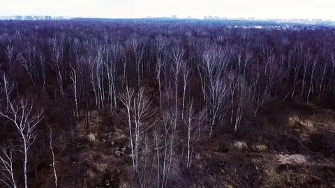 Aerial landscape bare trees without foliage in autumn forest on eve winter Stock Footage 83112572