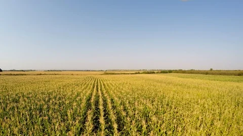 Aerial landscape of corn crops slowly moving to the left, side view of the field Stock Footage 94100963