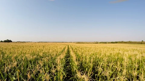 Aerial landscape of corn crops slowly advancing forward between corn lines Stock Footage