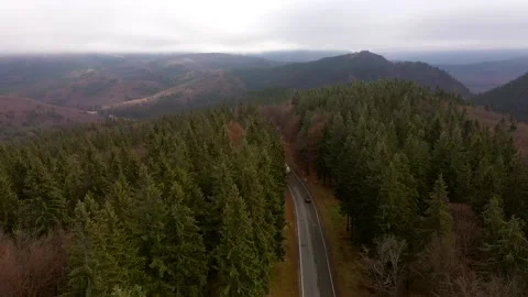 Aerial landscape of a pine tree forest Stock Footage 201149903
