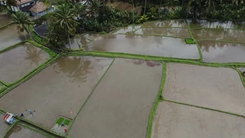 Aerial Landscape of the rice fields and rice terrace on the island Bali in Stock Footage 230274442