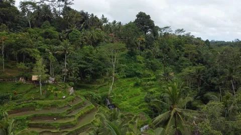 Aerial Landscape of the rice fields and rice terrace on the island Bali in Stock-Footage 230274483