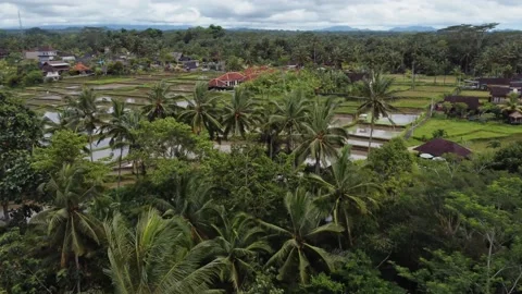 Aerial Landscape of the rice fields and rice terrace on the island Bali in Stock Footage 230274528