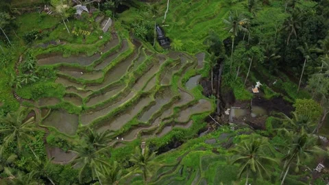 Aerial Landscape of the rice fields and rice terrace on the island Bali in Vidéo 230274678
