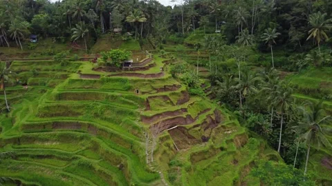 Aerial Landscape of the rice fields and rice terrace on the island Bali in Stock Footage 230677855