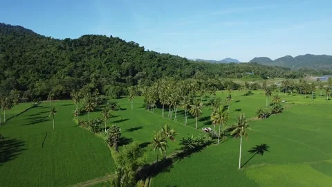 Aerial Landscape of Rice Fields and Tropical Countryside Video stock 332554043