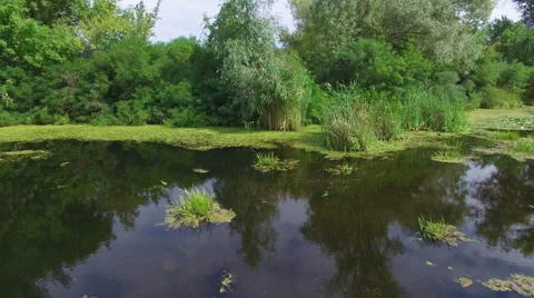 Aerial. Landscape with river and trees. Stock Footage 53810675