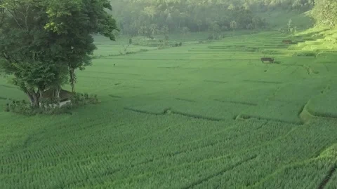 Aerial landscape view of countryside fields, mountain background Stock Footage 317297625