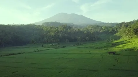 Aerial landscape view of countryside fields, mountain background Stock Footage 317297783
