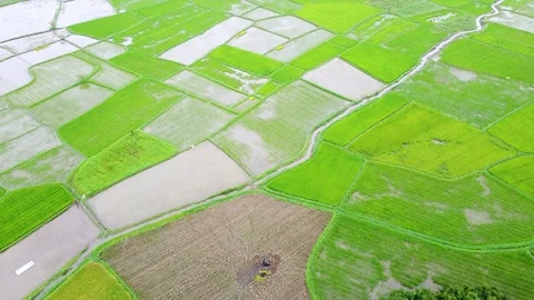 Aerial Landscape View of Geometric Rice Field Plots and Water Irrigation Stream Stock Footage 346444309