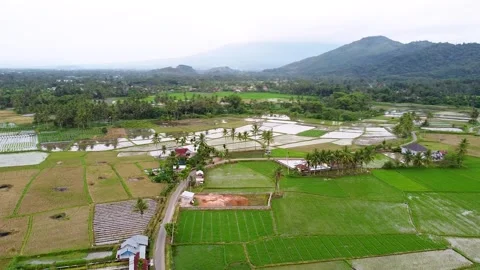 Aerial Landscape View of Patchwork Rice Fields Grid and Rural Village Path Stock Footage 347335548