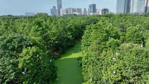 Aerial landscape with white egrets nesting in lush green trees along a duckweed Stock Photos