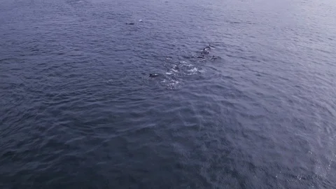 Aerial: Large dolphin pod working and hunting together. Drone shot. 4K Stock Footage 93759293
