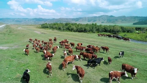 Aerial of a large herd of cows and horses grazing on a green meadow. Summer Stock Footage 201295473