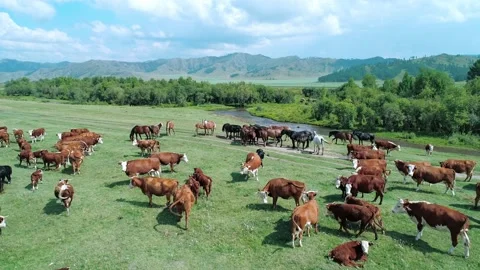 Aerial of a large herd of cows and horses grazing on a green meadow by the river Stock Footage 201295489