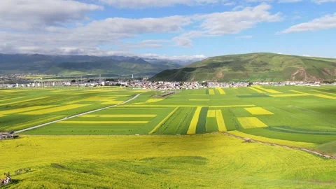 Aerial Large Rape Flower Field Pastoral Scenery Qinghai China Stock Footage 336700177