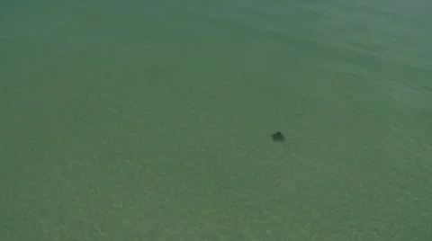 Aerial Large Stingray Video stock 719407