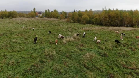 Aerial lateral movement past cows in countryside meadow Stock-Footage 333955989