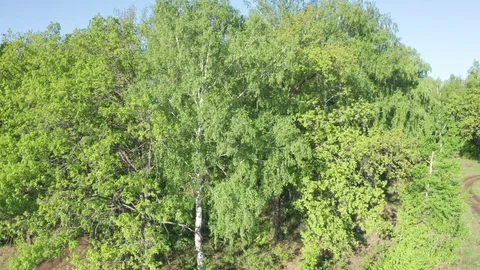 Aerial lateral shot of the forest. Stock Footage 111401058