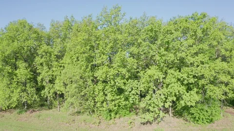 Aerial lateral shot of the forest. Stock Footage 111401865