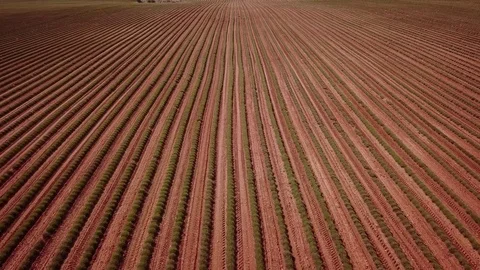 Aerial lavender field Stock Footage 81512677